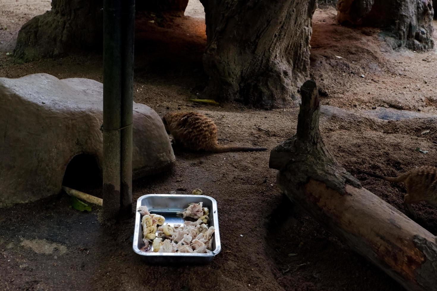 Selective focus of meerkat that is in his cage. photo