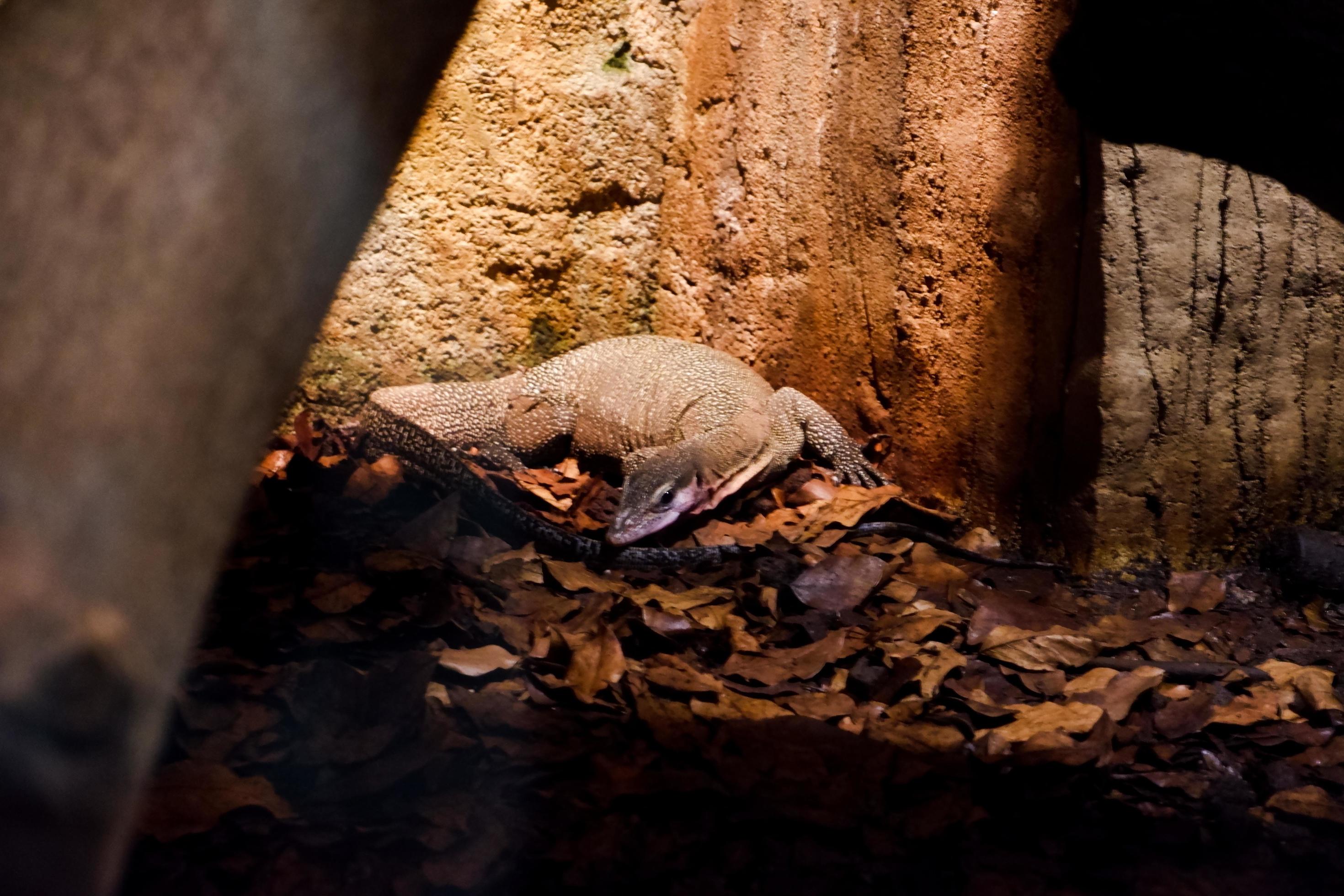 Selective focus of monitor lizards perched in a dark cage illuminated