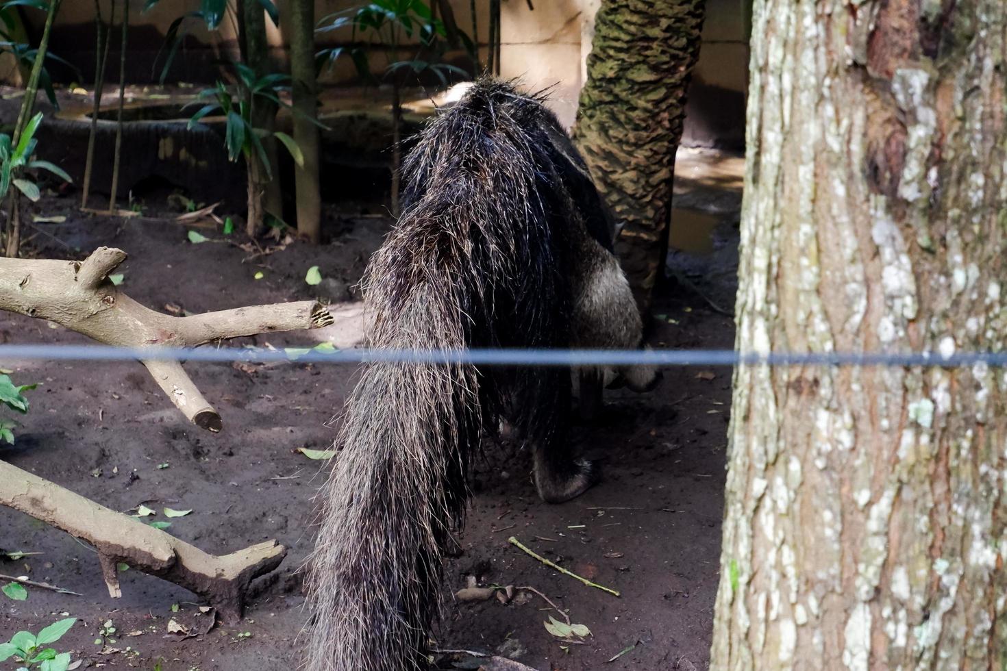 Selective focus of antaeater who is looking for ants in his cage to eat. photo