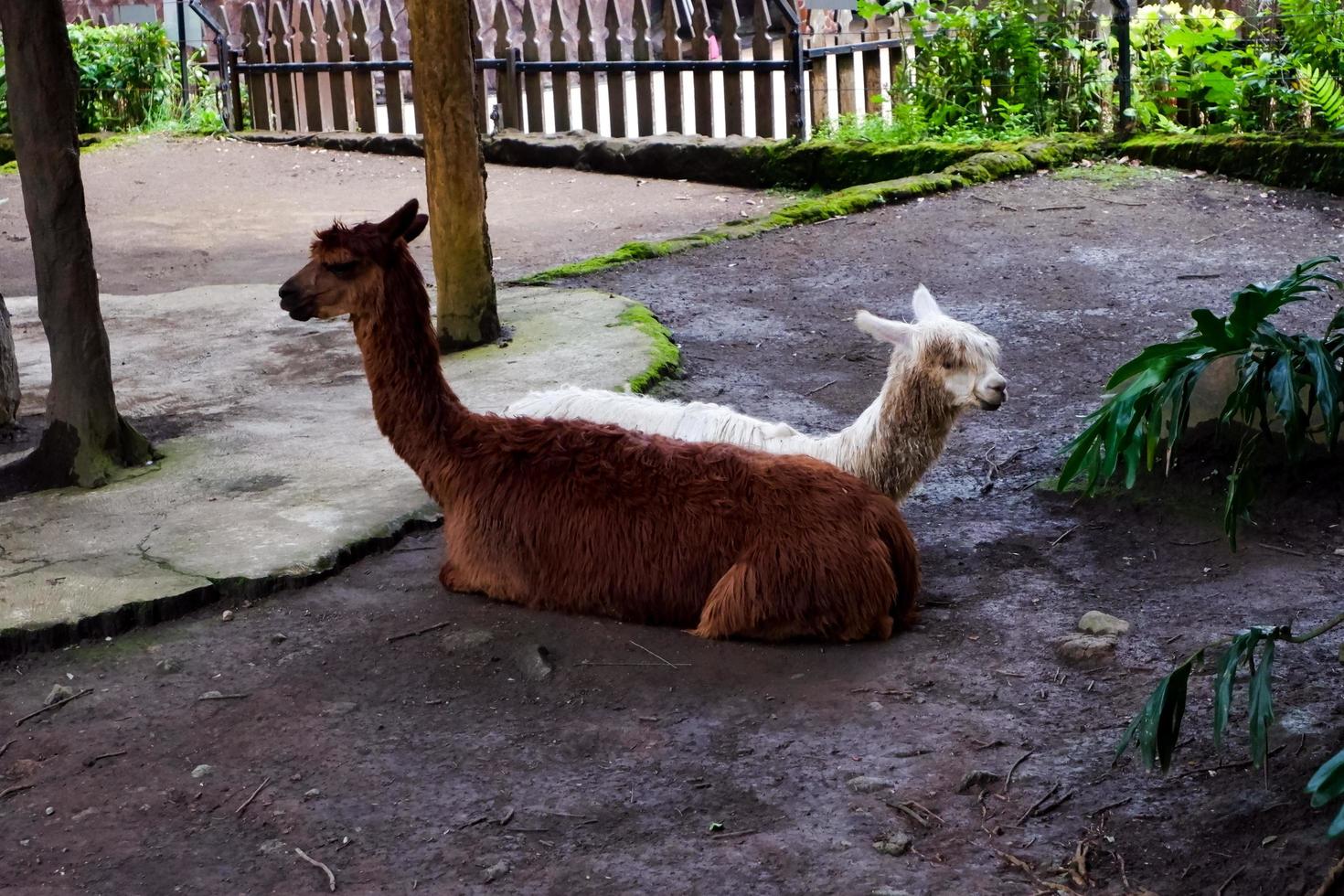 Selective focus of huacaya alpaca that is sitting in its cage. photo