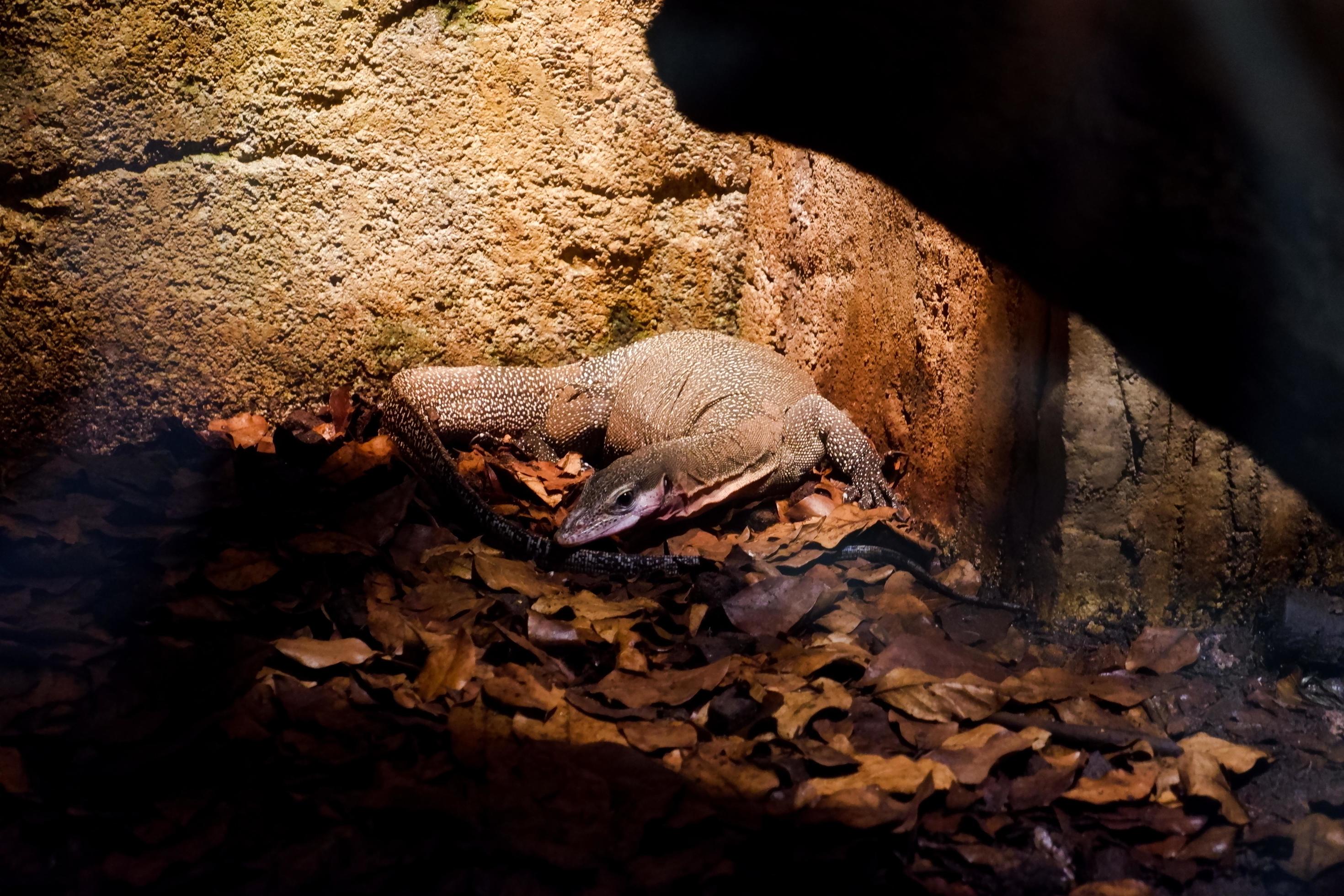 Selective focus of monitor lizards perched in a dark cage illuminated