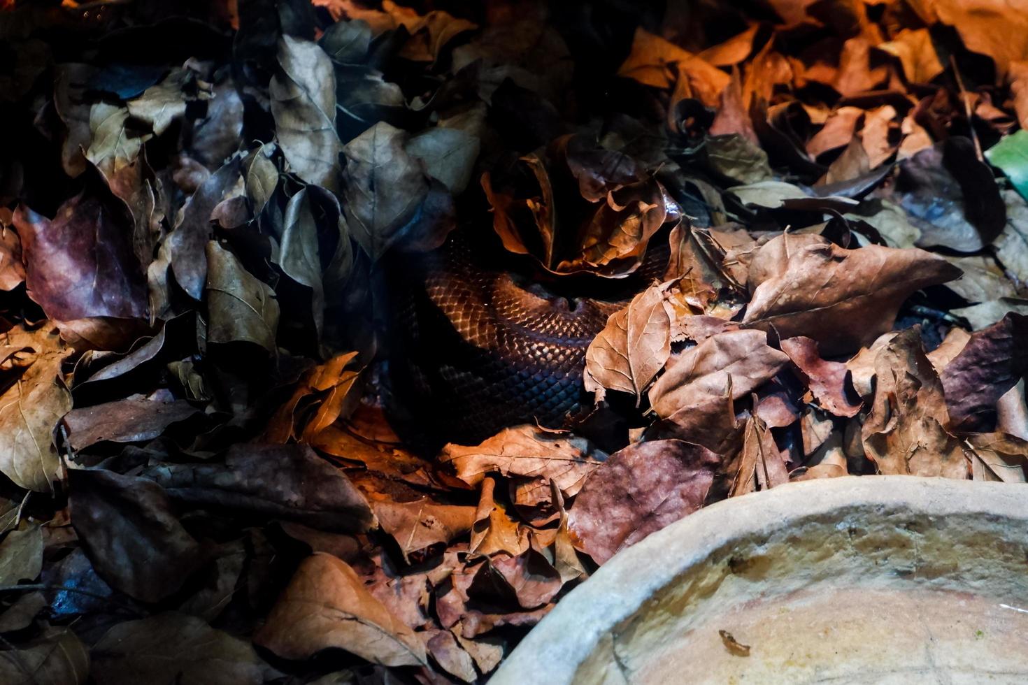 Selective focus of eastern indigo snakes that are perched in a dark place. photo