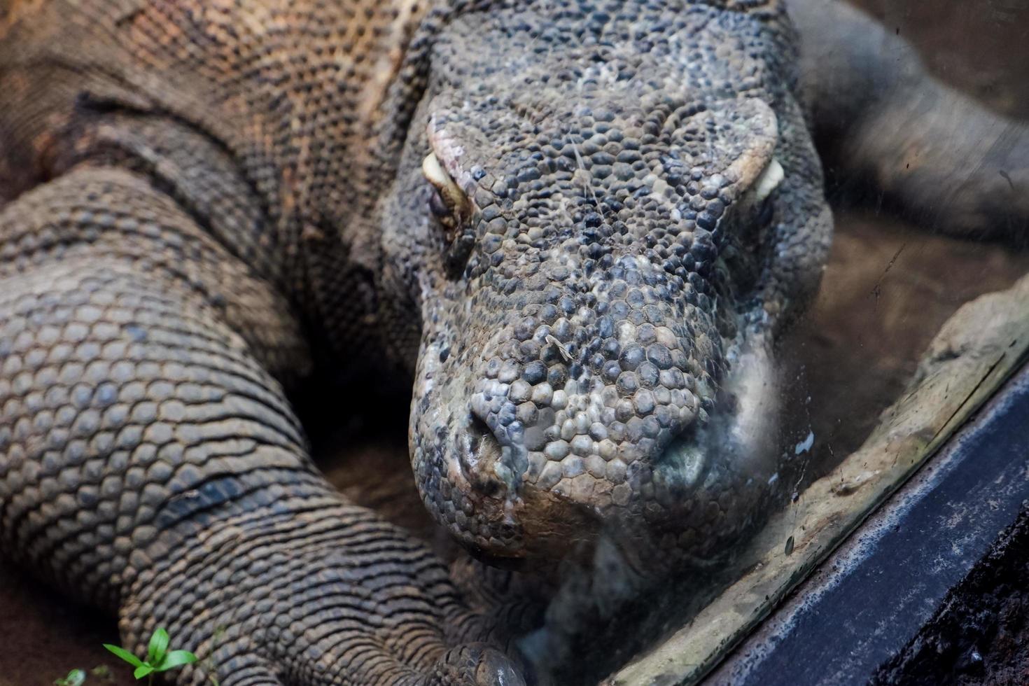 Selective focus of komodo dragon head perched in cage. photo