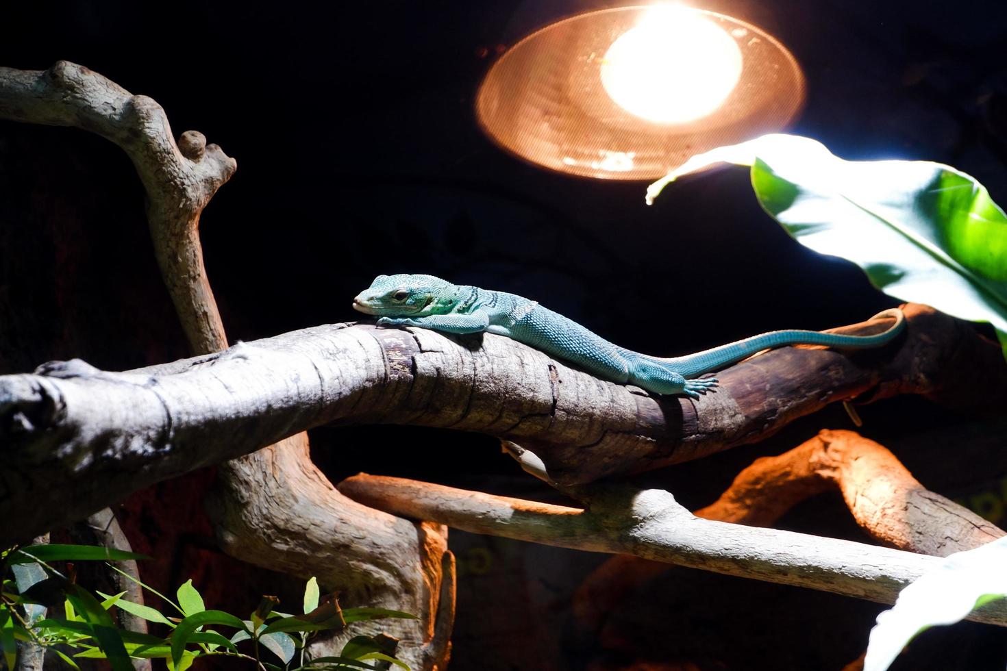 Selective focus of varanus kordensis perched on a dark enclosure tree illuminated with lights. photo