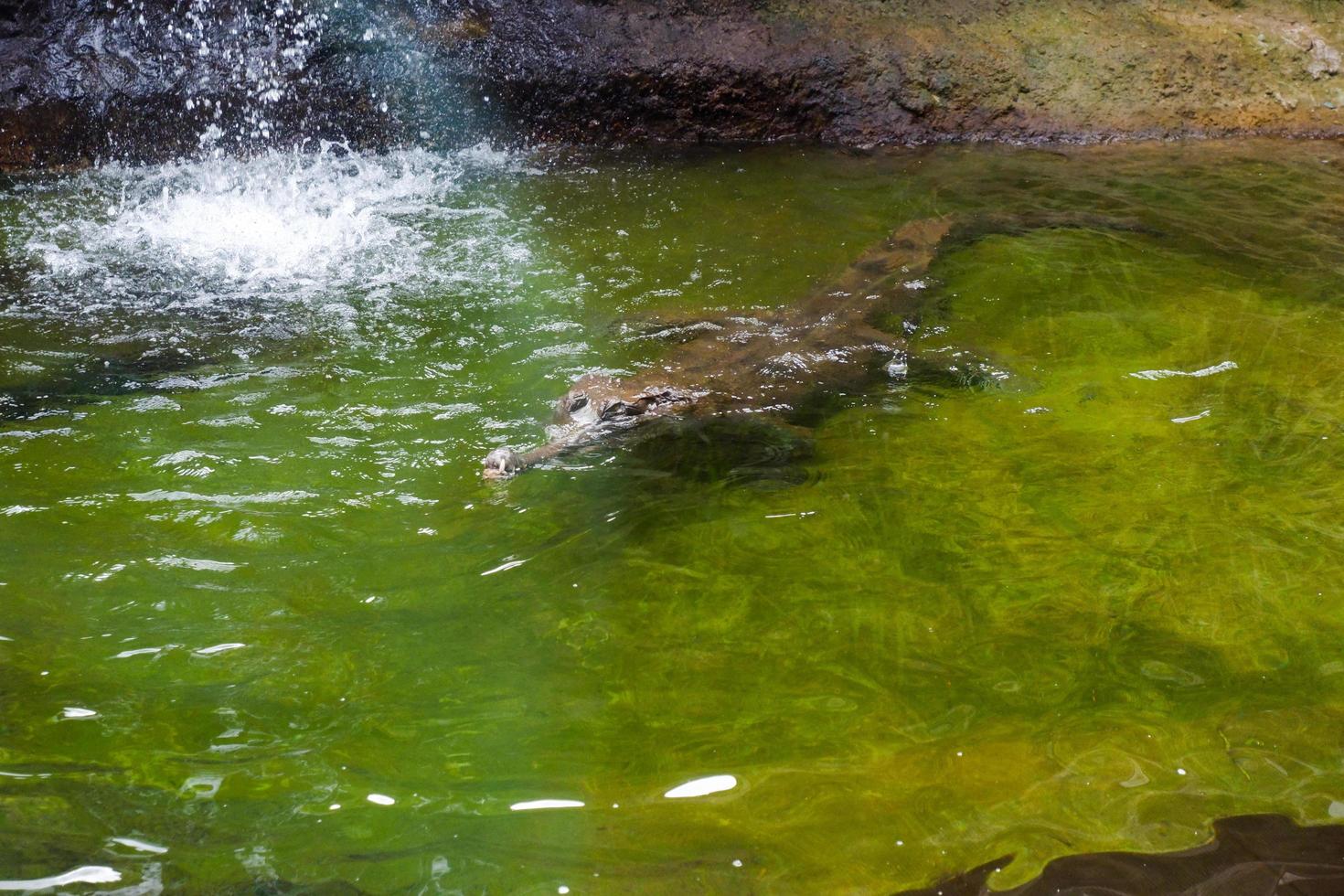 Selective focus of crocodiles swimming in the pool. photo