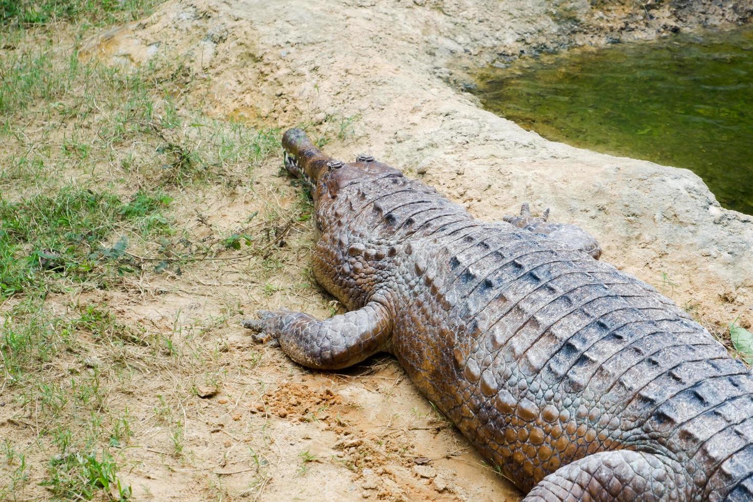 Selective focus of crocodiles that are perched near the pond. photo