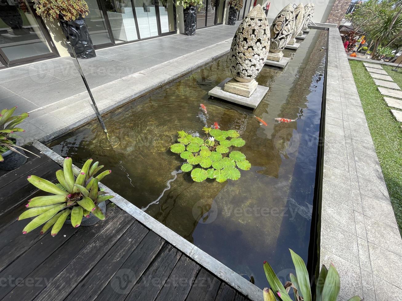 Selective focus of koi fish pond or brocade carp, with lotus plant on the water photo