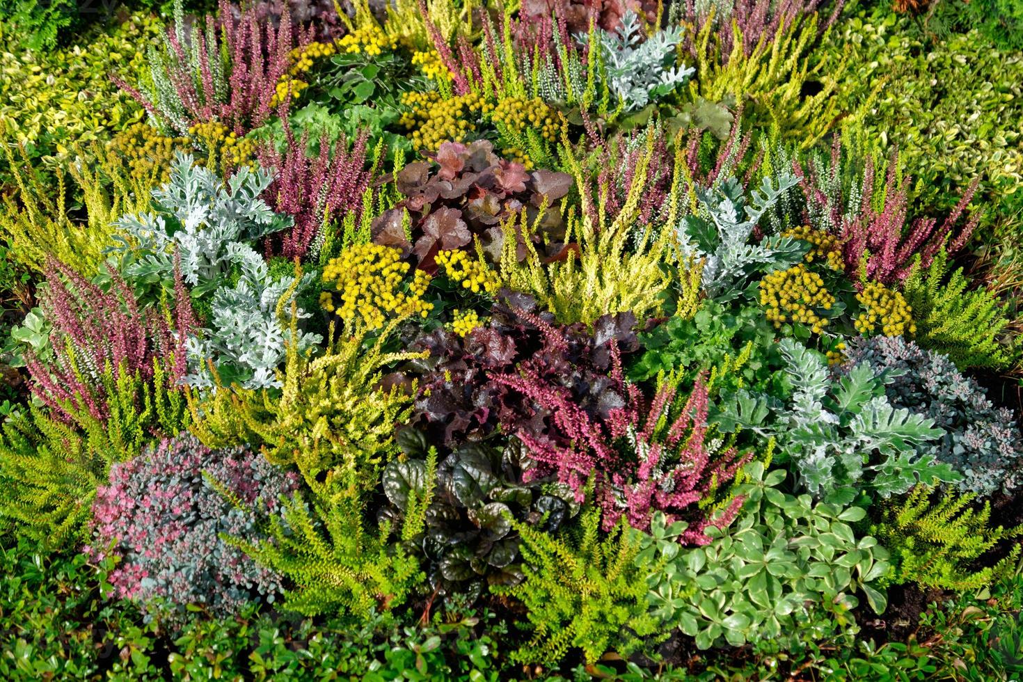 summer time in the garden photo