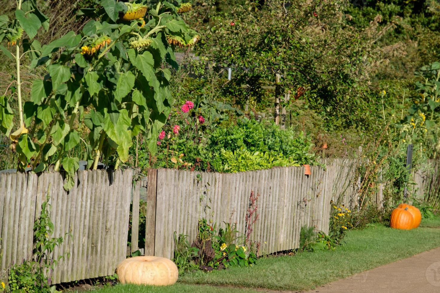 summer time in the garden photo