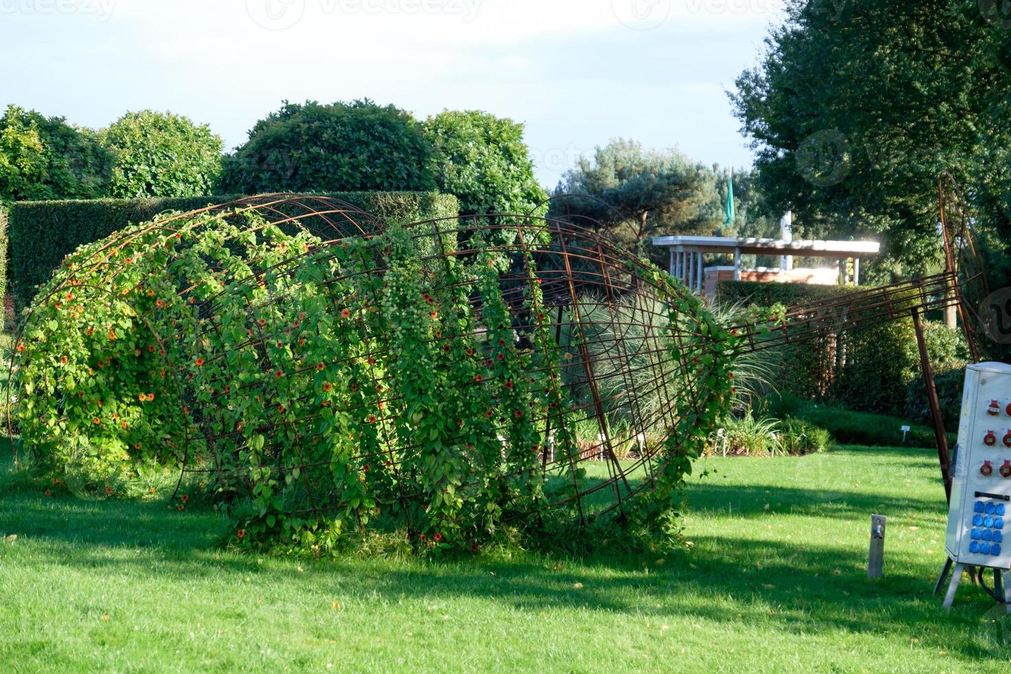summer time in the garden photo