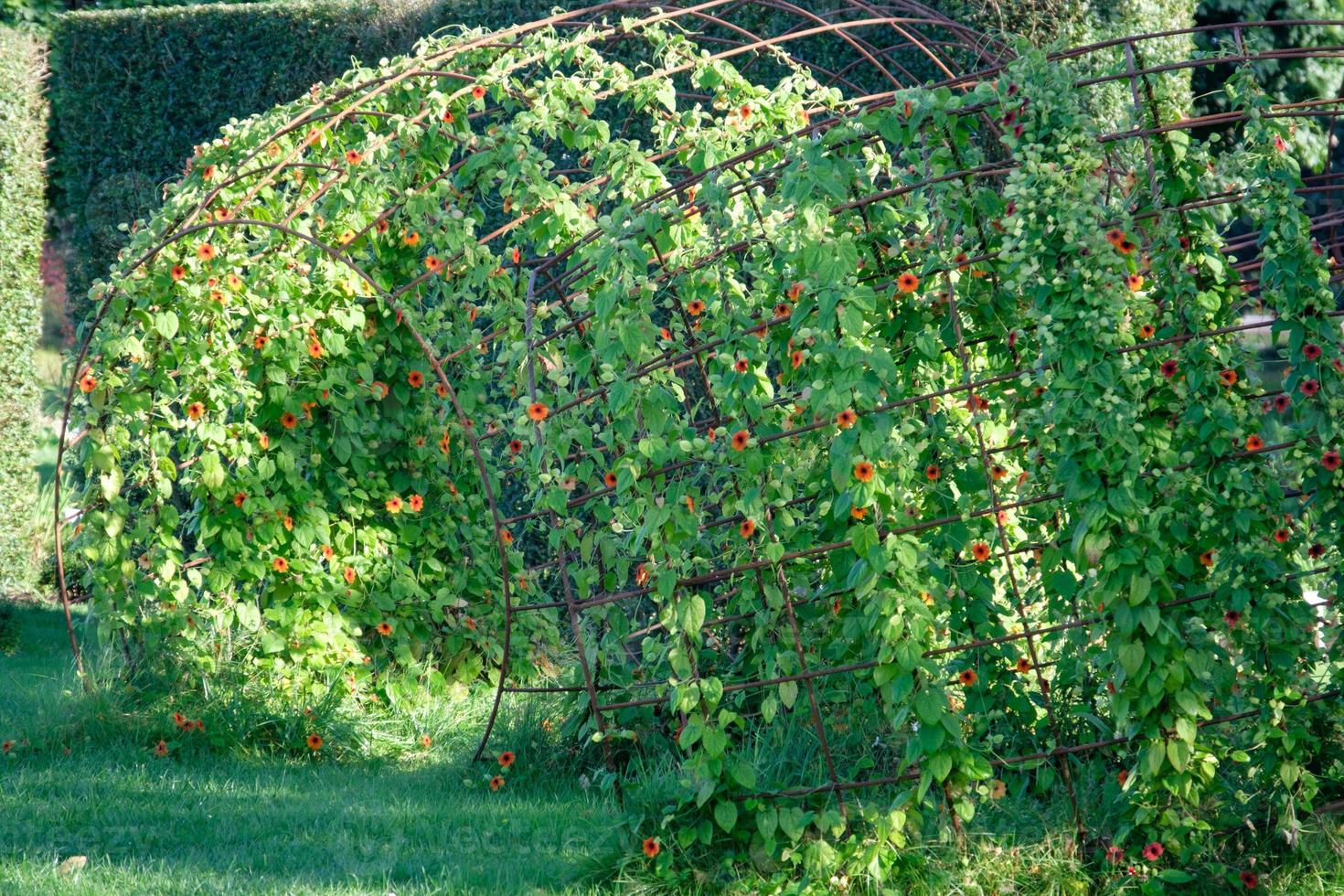 summer time in the garden photo