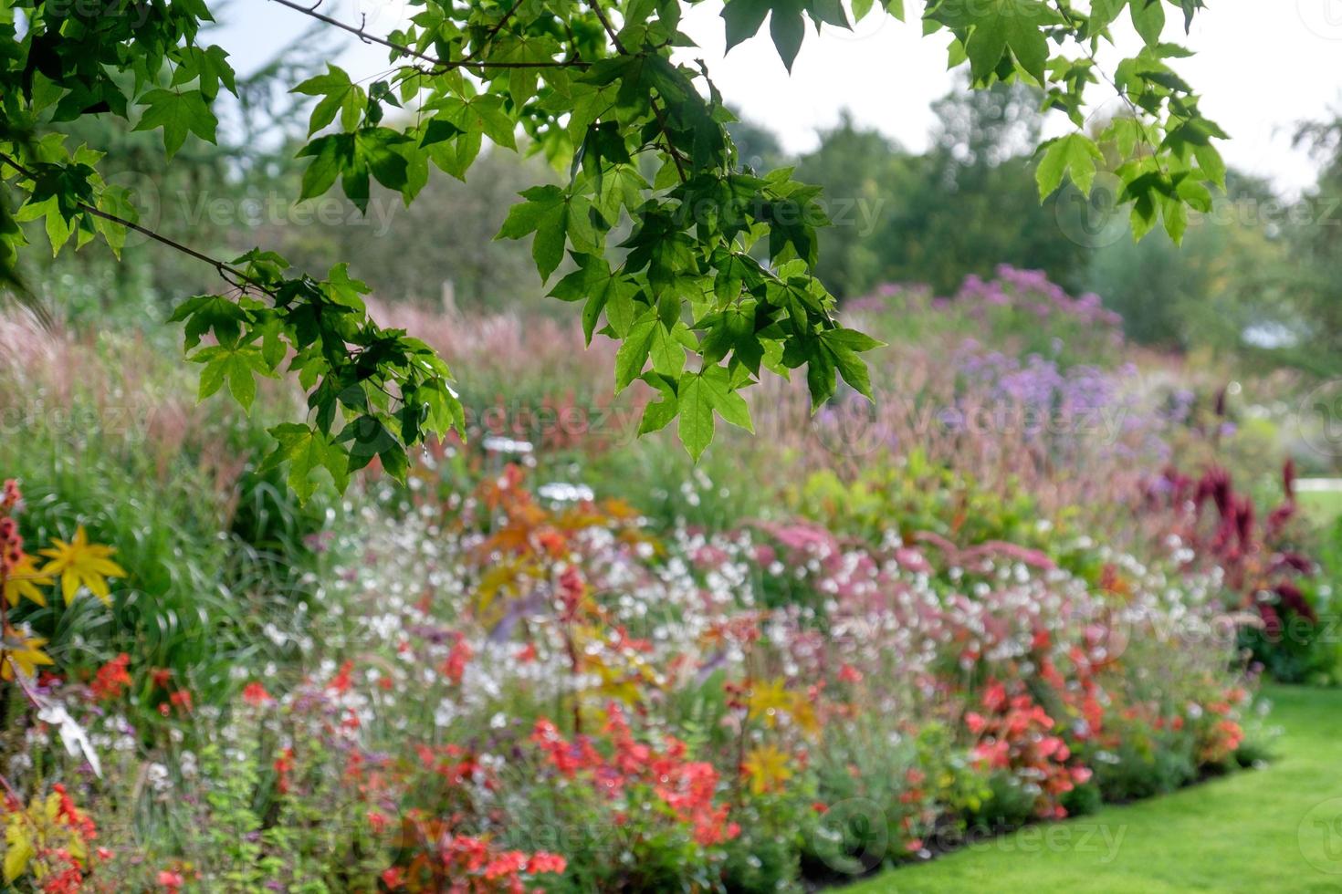 summer time in the garden photo