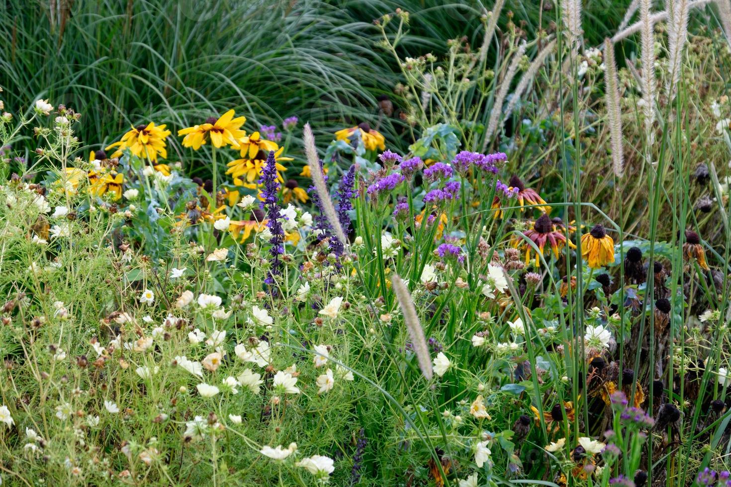 summer time in the garden photo