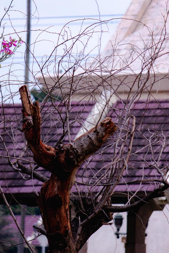 dead wood tree in the garden photo