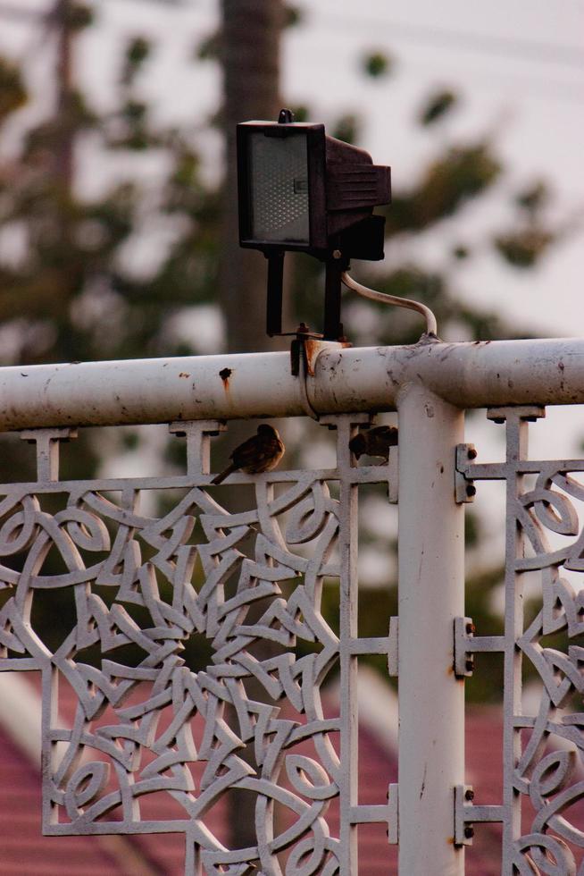 lantern in the front yard AT TIN Mosque photo