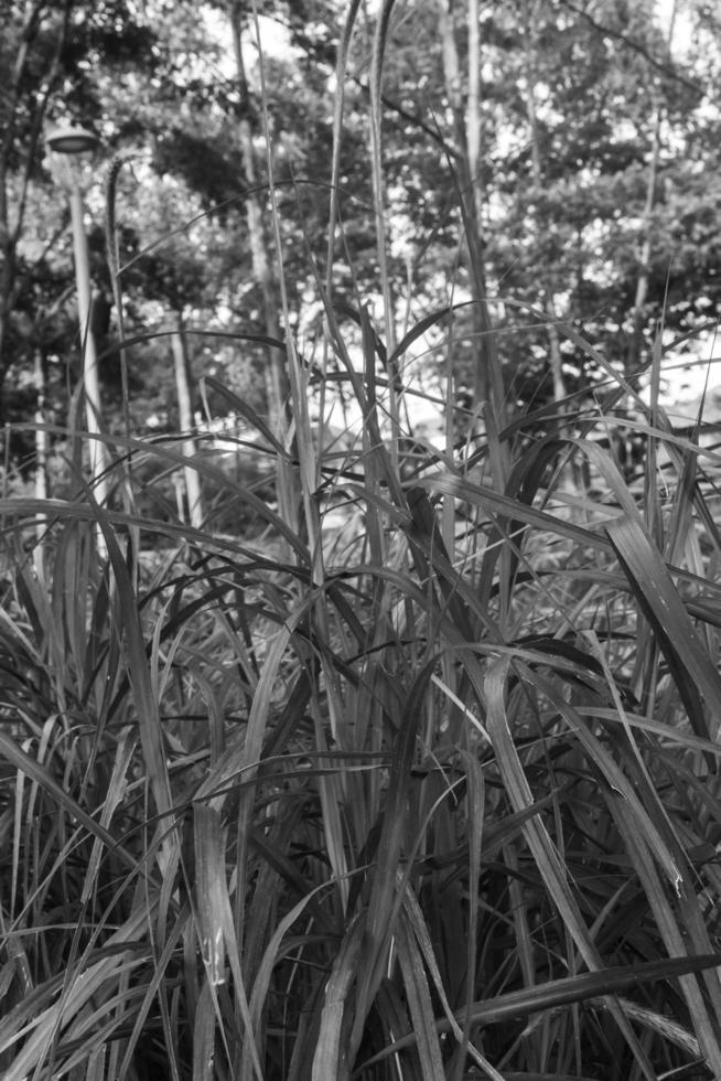 Garden with amazing plants and flowers. landscapes in the public park under a cloudy sky photo