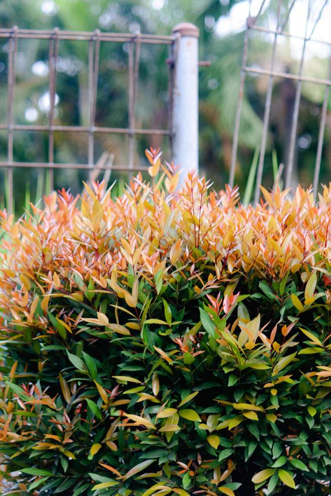 red shoots in a garden, wallpaper, seamless pattern with blur background, high quality photo
