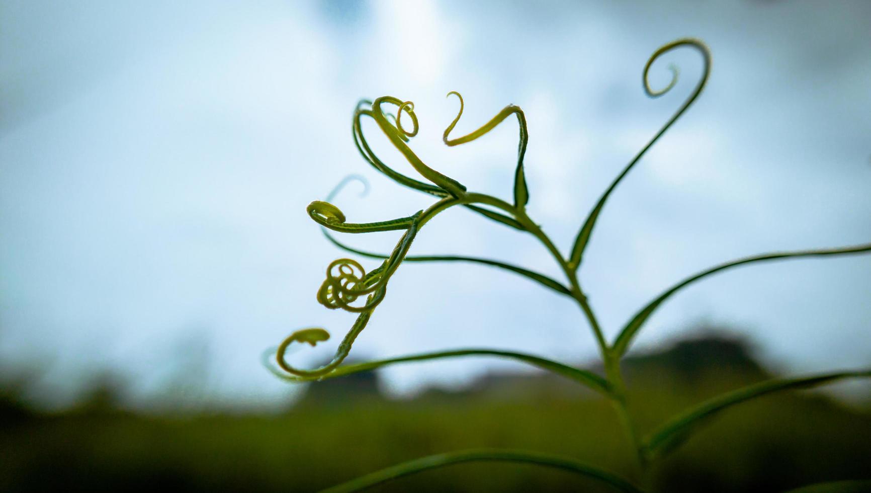 natural abstract background of a close up photo of a tropical rainforest fern plant bud