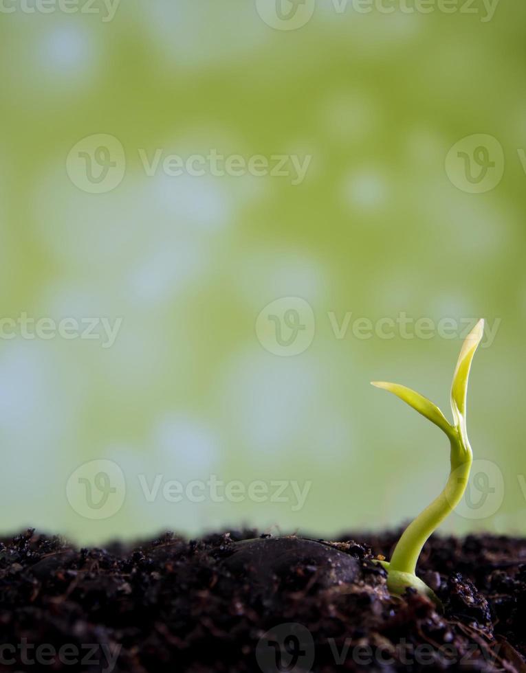 Bud leaves of young plant seeding in forest photo