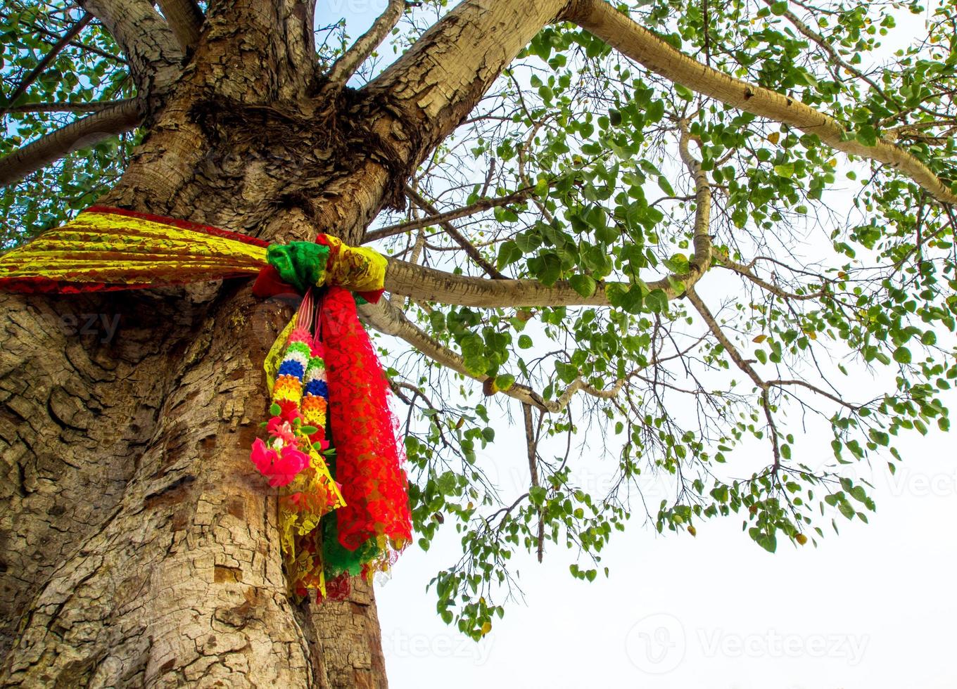 las cintas de colores en el árbol sagrado bodhi foto