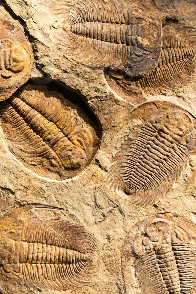 fósil de trilobite - acadoparadóxidos briareus - antiguo fosilizado artrópodo en roca. foto