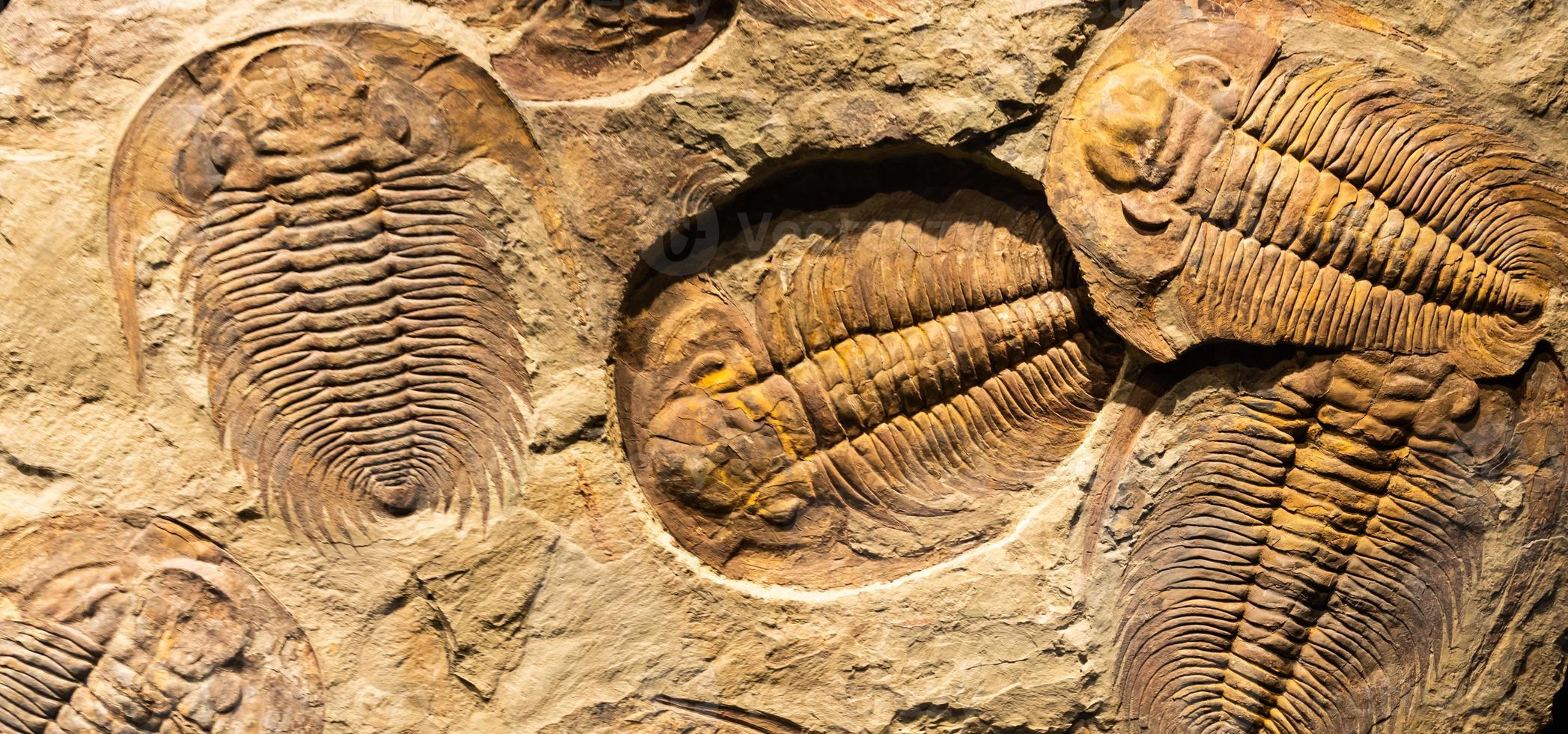 fósil de trilobite - acadoparadóxidos briareus - antiguo fosilizado artrópodo en roca. foto