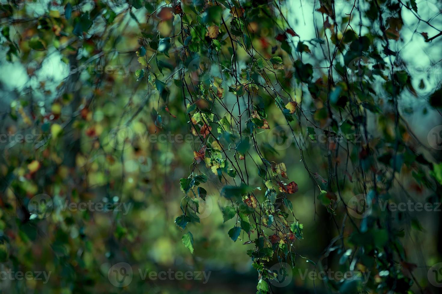 Birch branches of an unnatural emerald color. Foliage and branches background. photo