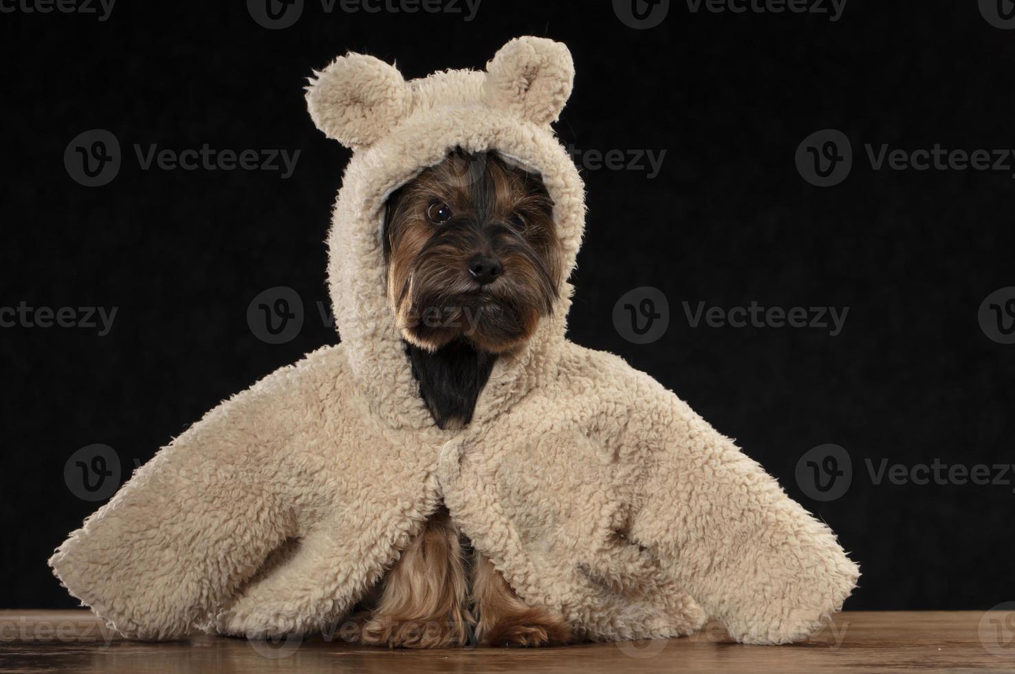 Yorkshire terrier in beautiful clothes. Glamor fashionable dog in a fur coat and hat. photo