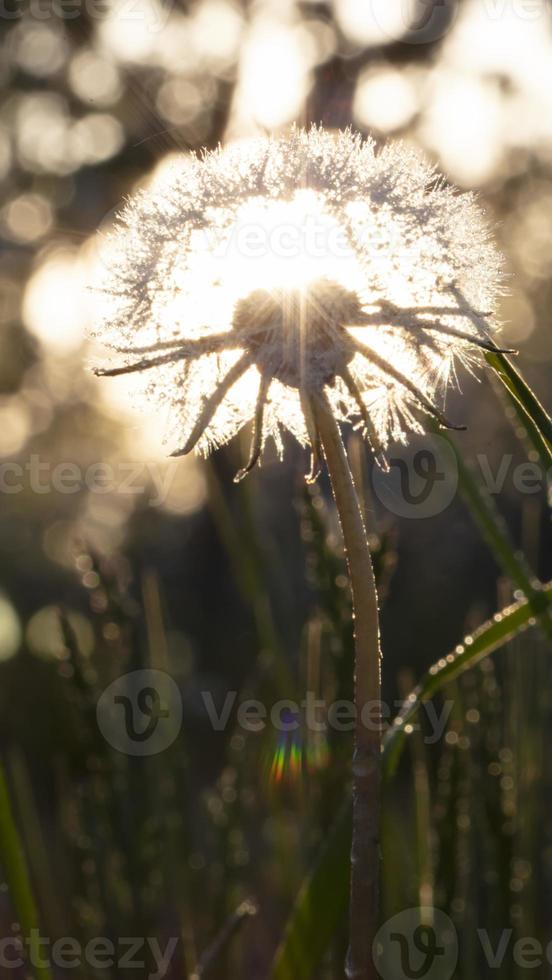 Abstract photo of fluffy dandelion growing in field on a background of cloudy sky. Summer or spring natural background.