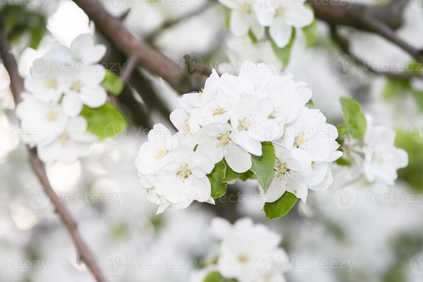 White spring background from blossoming apple branches. photo