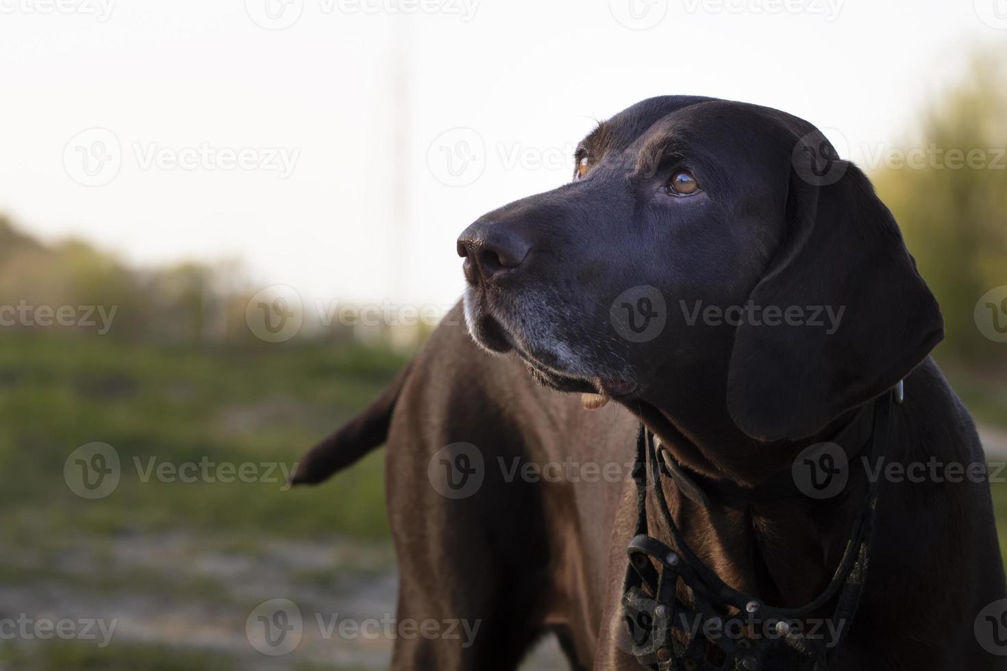 Dog German shorthaired pointer breed close-up. photo