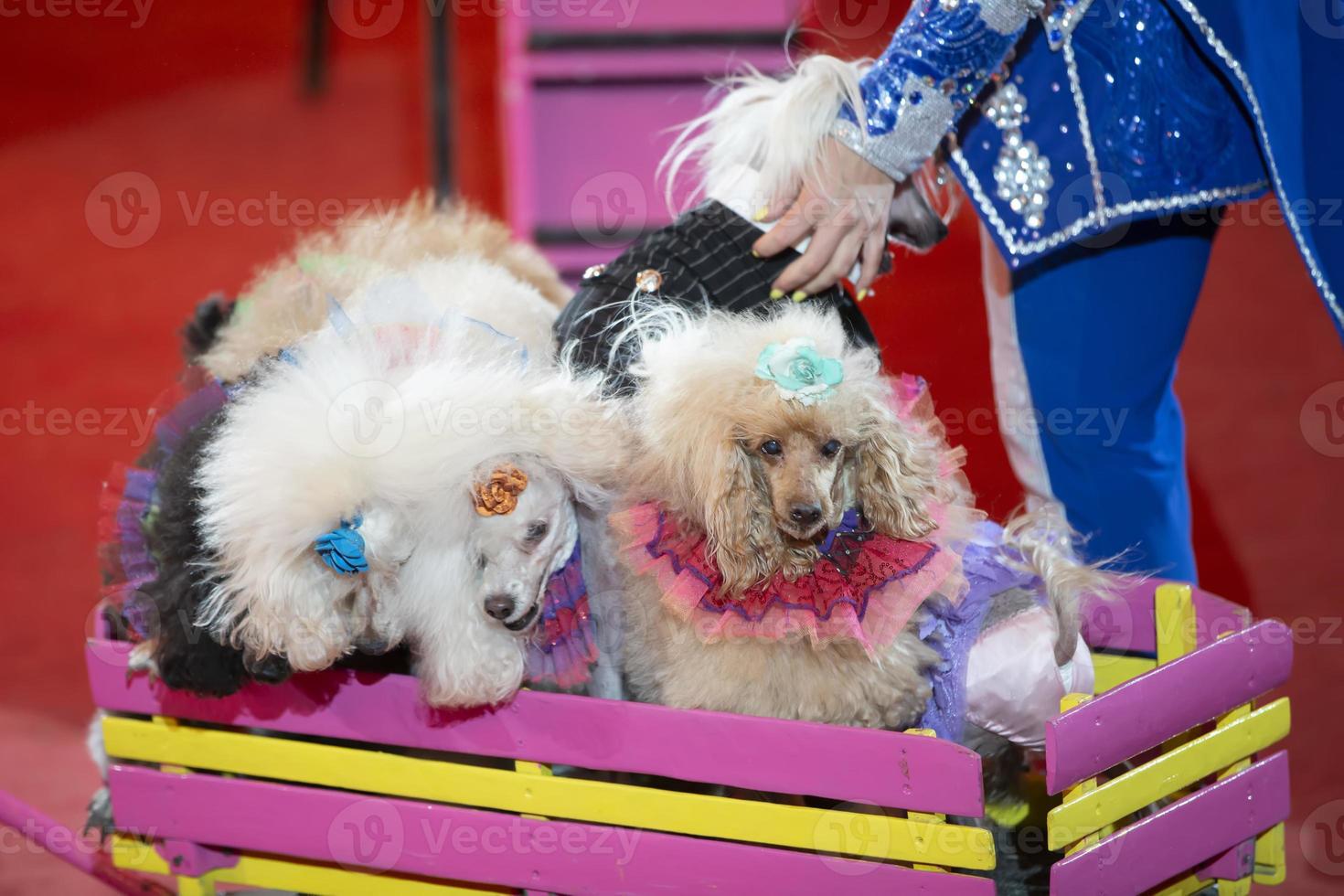 A group of dogs in the circus.Dogs perform in the arena. photo