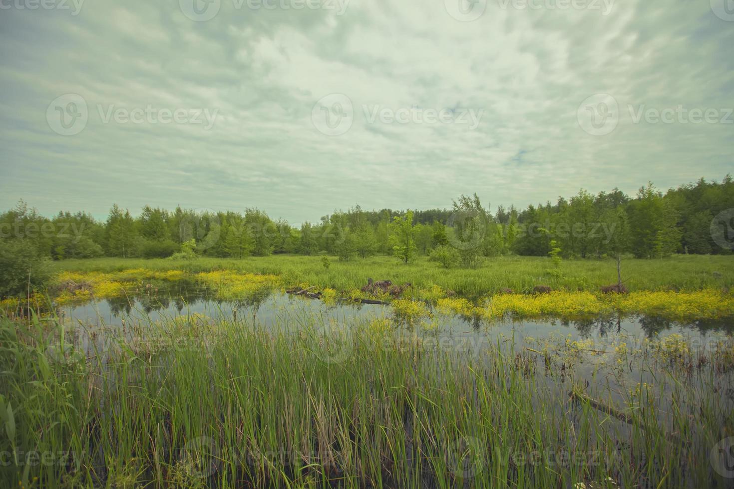 A small pond in green grass against the backdrop of a forest and a cloudy sky. Summer landscape on a cloudy day. photo