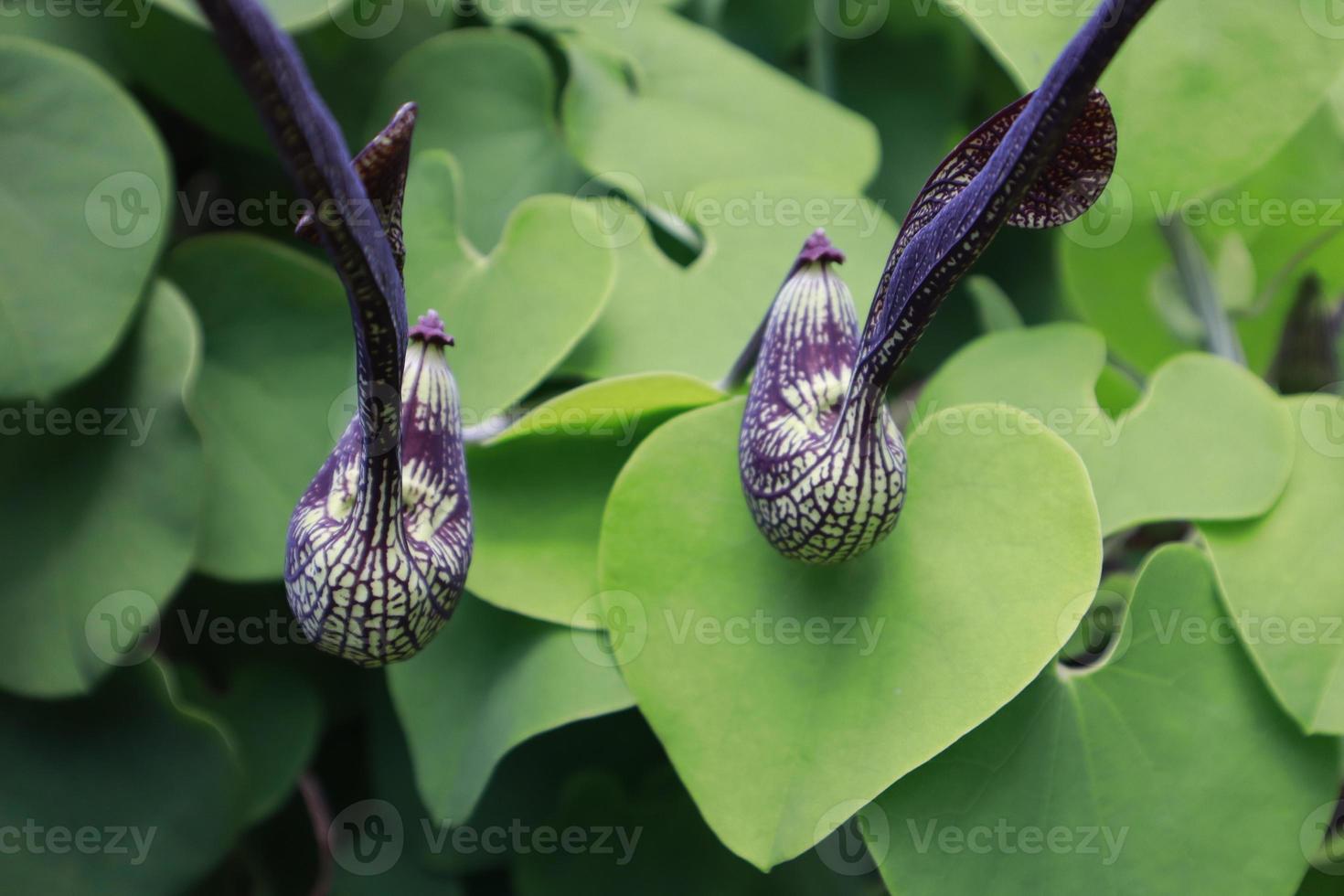 Aristolochia ringens commonly known as Dutchman's pipe. photo