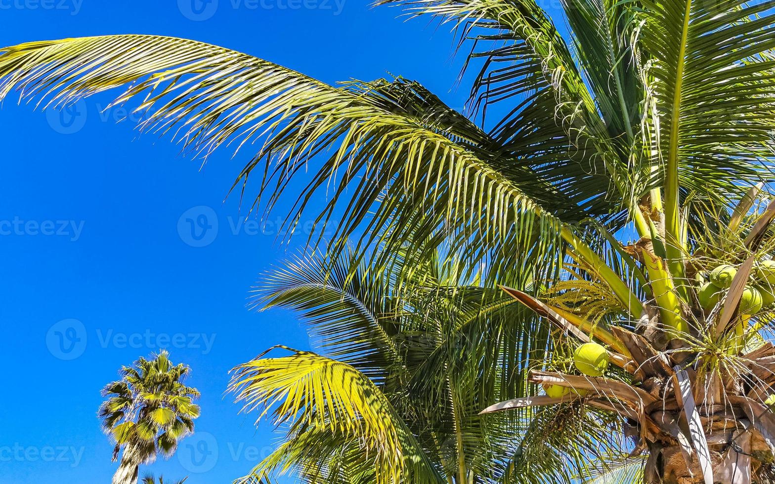 Tropical natural palm tree coconuts blue sky in Mexico. photo