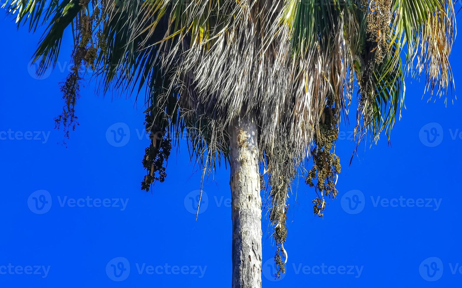 palmeras naturales tropicales cocos cielo azul en méxico. foto