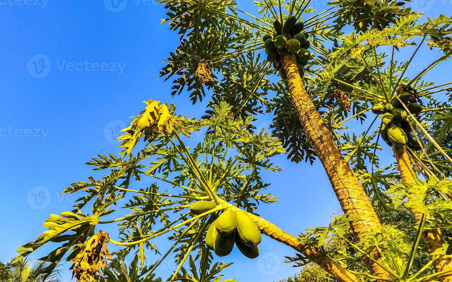 Beautiful papaya tree in tropical nature in Puerto Escondido Mexico. photo