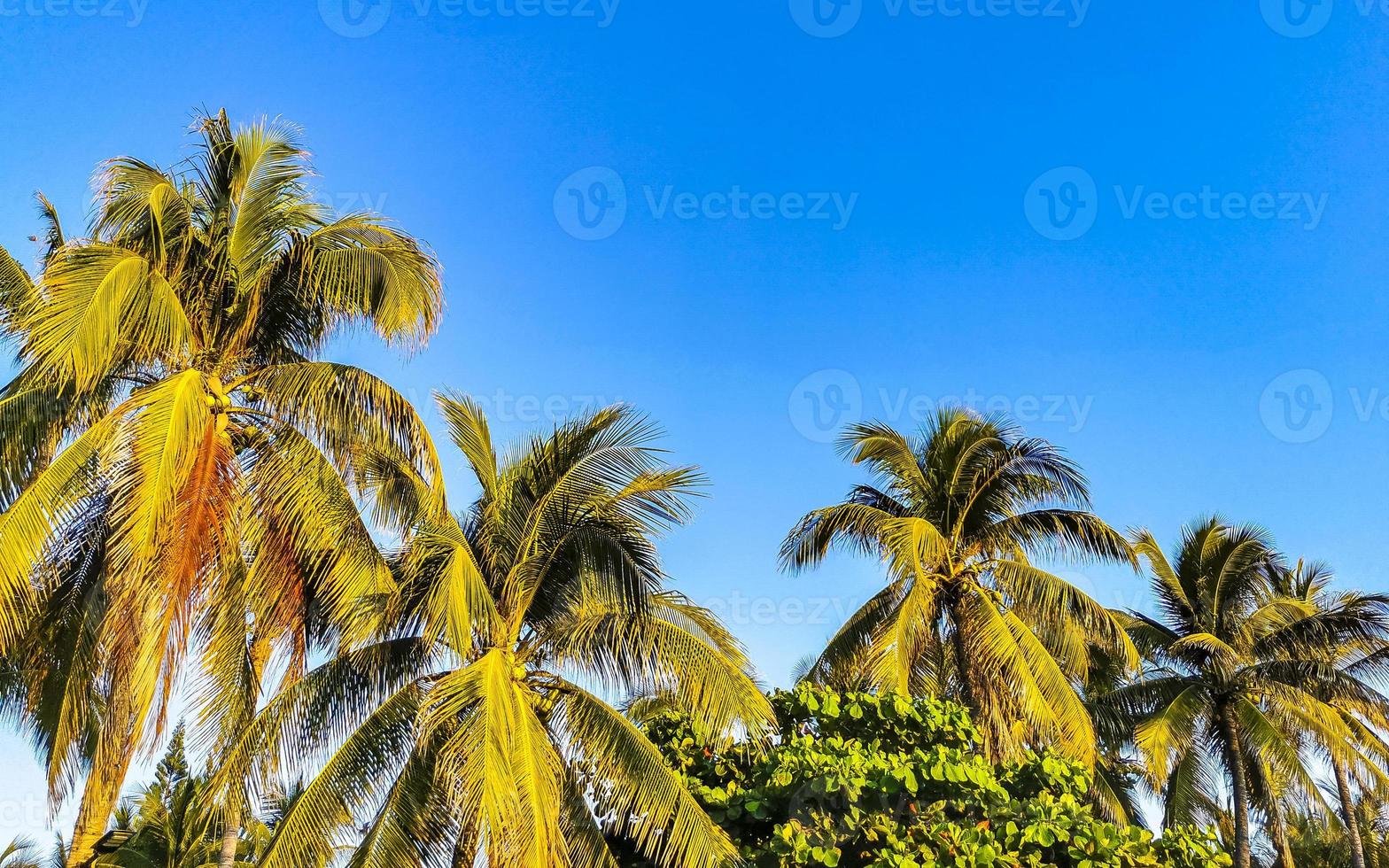 Tropical natural palm tree coconuts blue sky in Mexico. photo