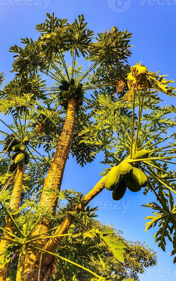 Beautiful papaya tree in tropical nature in Puerto Escondido Mexico. photo