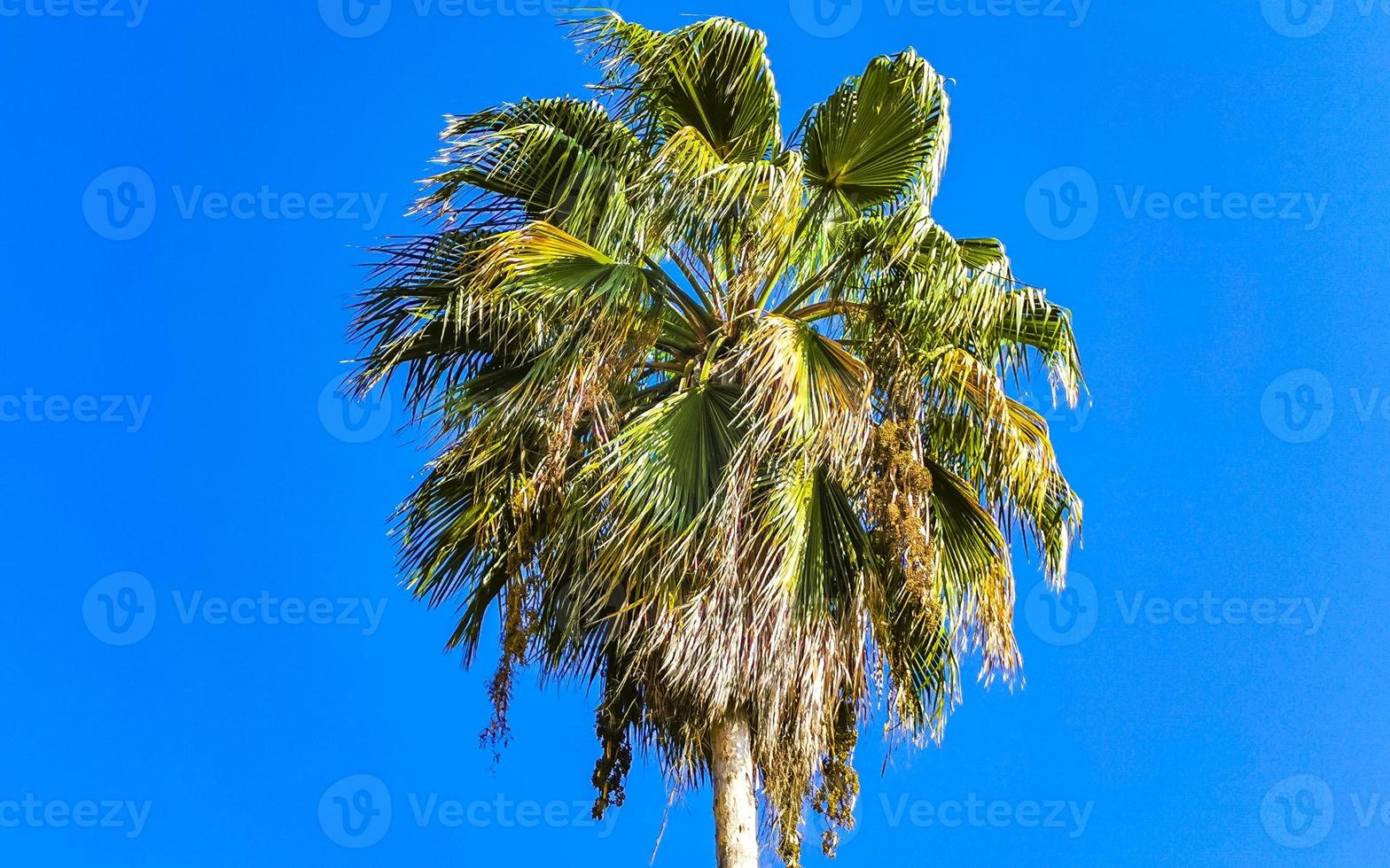 Tropical natural palm tree coconuts blue sky in Mexico. photo