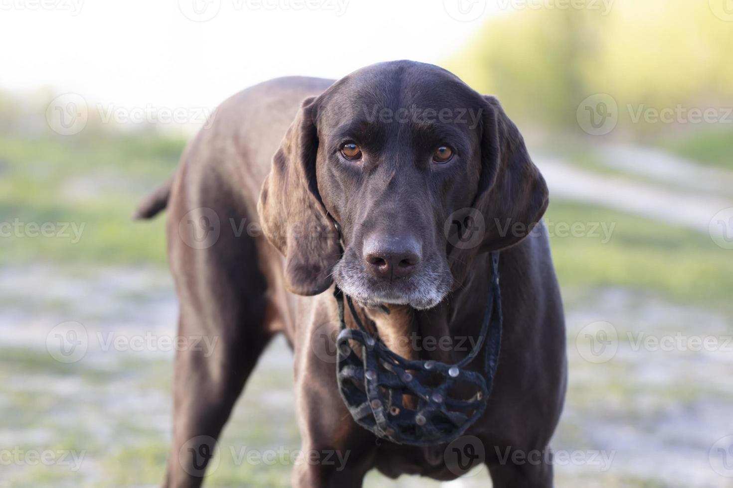 Dog German shorthaired pointer breed close-up. photo