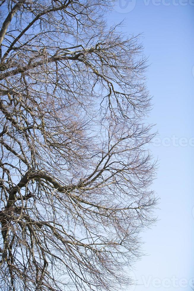 Part of the bare branches of a tree against the blue sky. photo