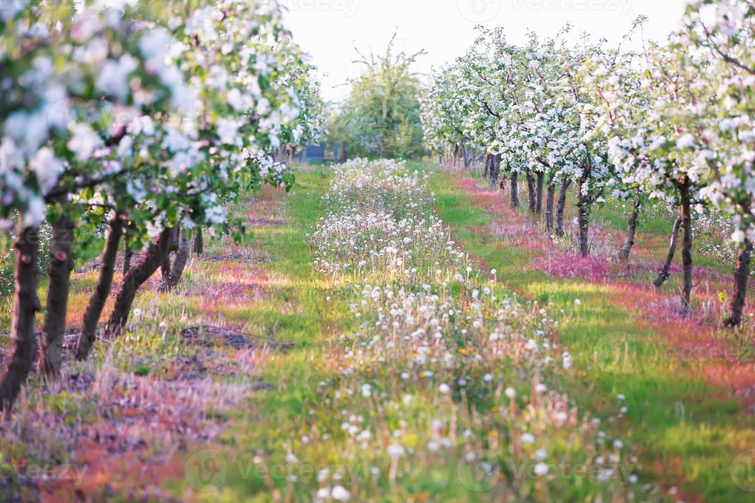 Spring blooming apple orchard full of flowers. photo