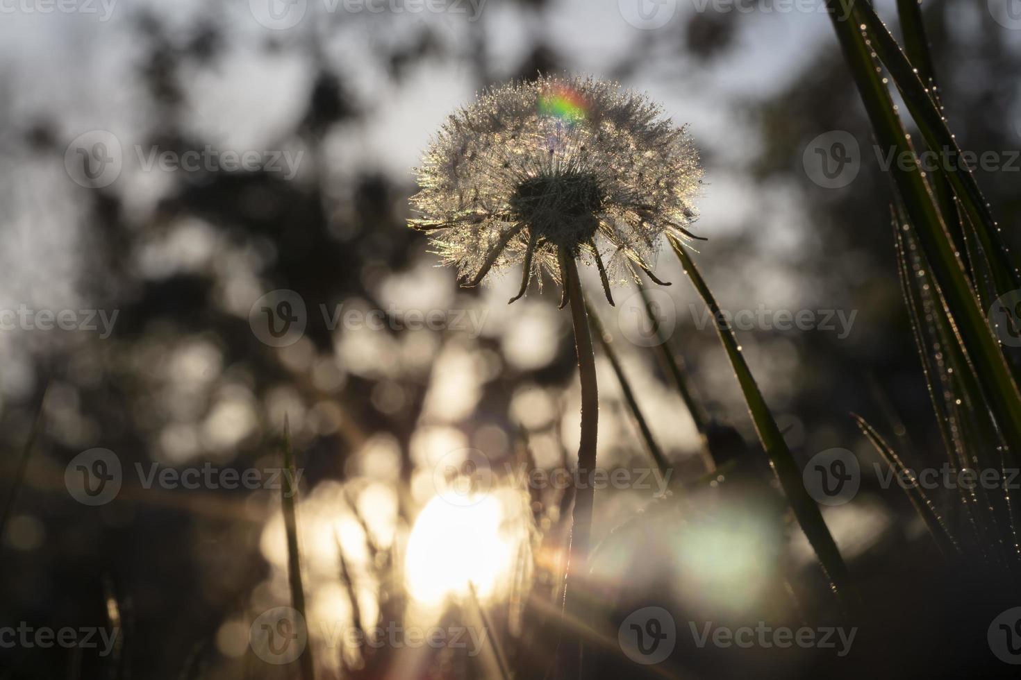 Abstract photo of fluffy dandelion growing in field on a background of cloudy sky. Summer or spring natural background.