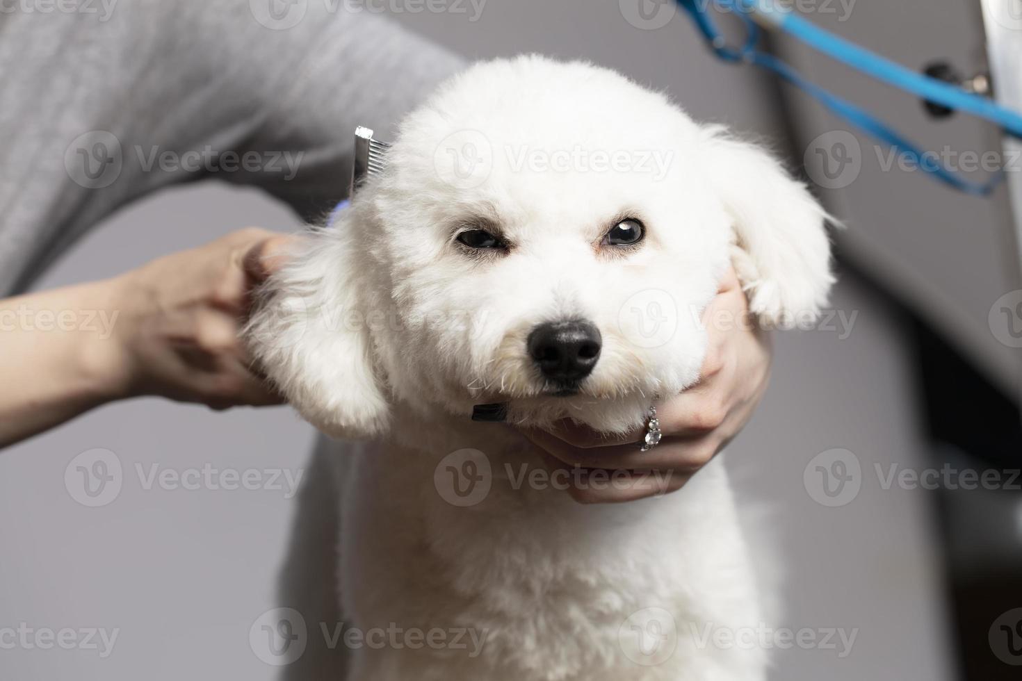 The dog is sheared in the salon to care for the surfaces of animals. Close-up of a bichon dog with a comb. Groomer concept. photo
