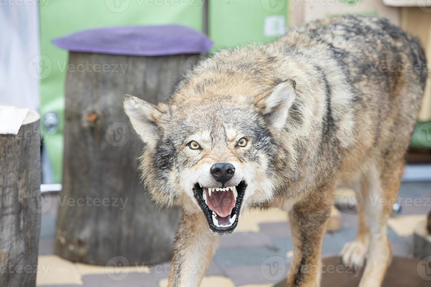 Stuffed wolf with grinning mouth.Mouth of a wolf. photo