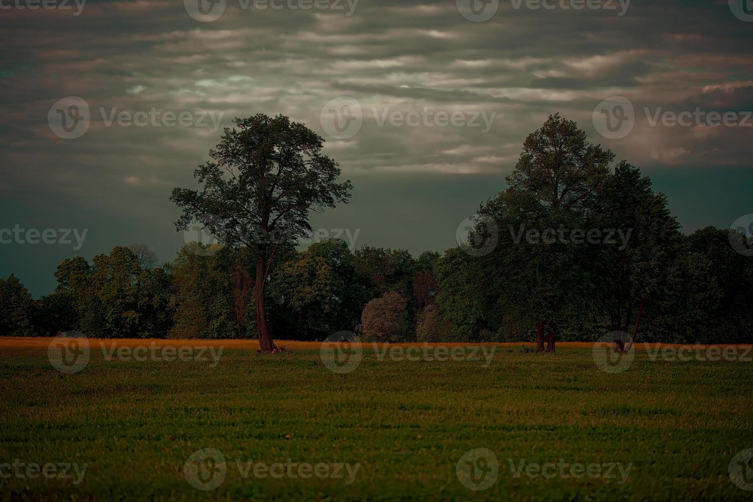 The background is natural with trees and grass under a dark cloudy sky. Dark nature background. photo