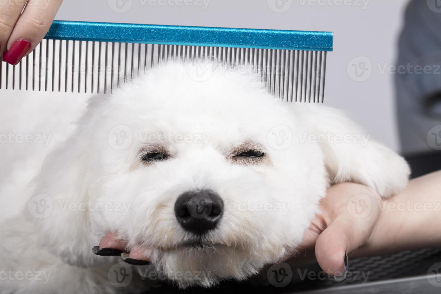 The dog is sheared in the salon to care for the surfaces of animals. Close-up of a bichon dog with a comb. Groomer concept. photo