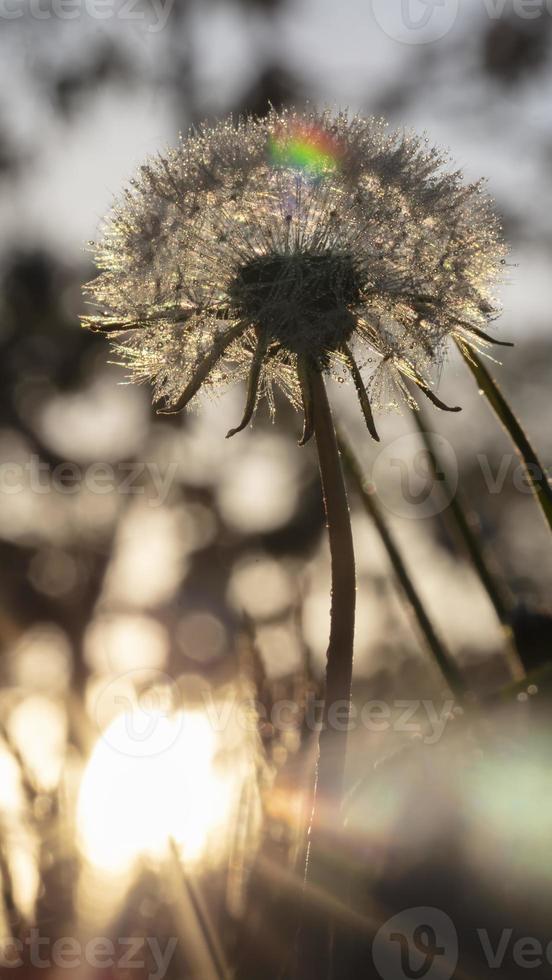 Abstract photo of fluffy dandelion growing in field on a background of cloudy sky. Summer or spring natural background.