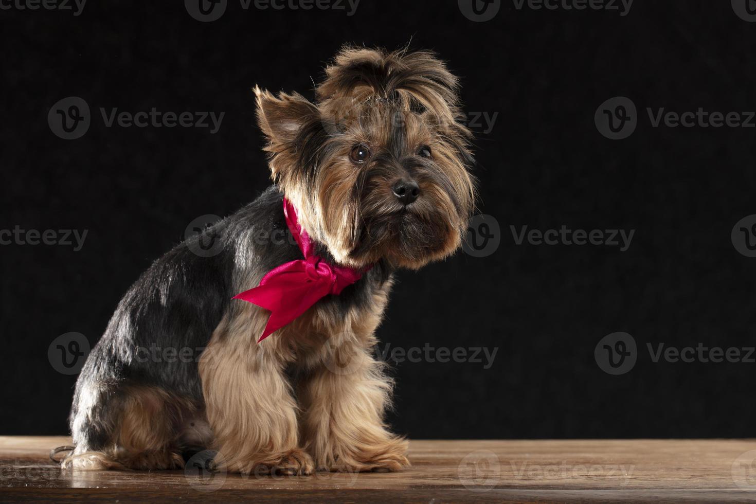 gracioso pequeño perro raza Yorkshire terrier en un negro antecedentes. foto